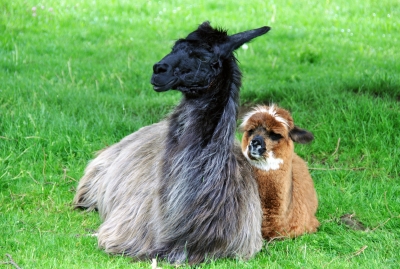 Alpaca Family, franky242 / www.freedigitalphotos.net