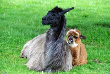 Alpaca Family, franky242 / www.freedigitalphotos.net