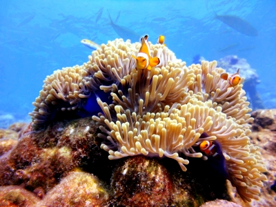 coral, thailand/ by boulemonademoon/www.freedigitalphotos.net